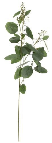 Shishi Az eukaliptusz zöld ága, magassága 100 cm