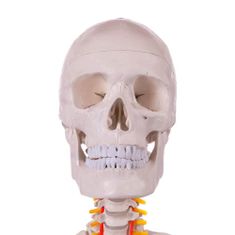 Timeless Tools Anatómiai csontváz modell állvánnyal