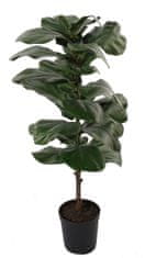 Shishi Lyre ficus fa virágcseréptel 90cm