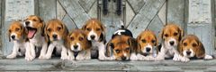 Clementoni Beagle panoráma puzzle 1000 darab