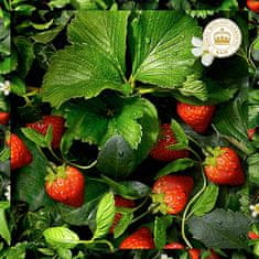 Herbal Essences Balzsam minden hajtípusra Strawberry & Mint (Purify and Hydrate Conditioner) (Mennyiség 275 ml)