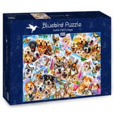 Blue Bird Puzzle Kollázs állatszelfik 1000 db