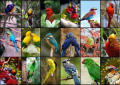 Grafika Rejtvény A világ legszebb madarai 1500 db