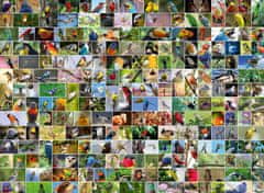 Blue Bird Puzzle Kollázs: A világ legszebb madarai 4000 darab