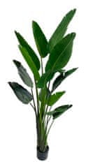 Shishi Strelitzia zöld, magassága 190 cm