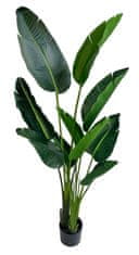 Shishi Strelitzia zöld, magassága 160 cm