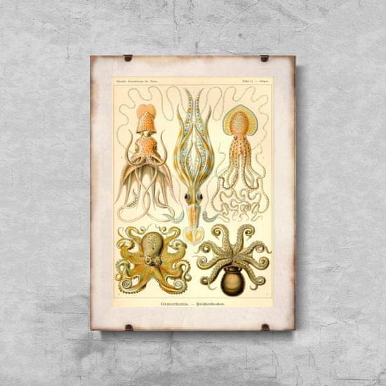 Vintage Posteria Retro poszterek Octopus gamochonia ernst haeckel A1 - 60x85 cm