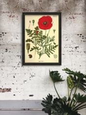 Vintage Posteria Retro poszterek Botanikus nyomtatott piros mák A3 - 29,7x42 cm