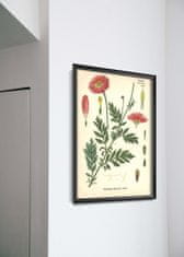 Vintage Posteria Retro plakát Botanikai nyomtatással A4 - 21x29,7 cm