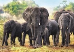 Trefl Afrikai elefántok puzzle 1000 darab