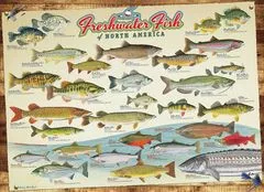 Cobble Hill Puzzle Észak-Amerika halai 1000 darab