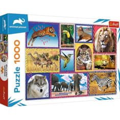 Trefl Puzzle Animal Planet: Vadvilág/1000 darab