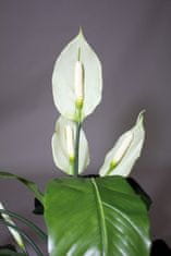 A La Maison Lapát fehér virágokkal, 80 cm