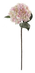 Shishi Hortenzia rózsaszín-krémes, 70 cm