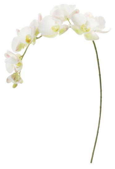 Shishi Orchidea (Phalaenopsis) fehér-zöld, 110 cm