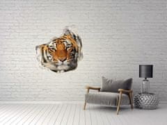 Wallmuralia.hu 3d fali matrica lyuk a falban Bengáli tigris 100x100 cm