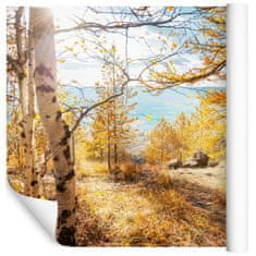 Muralo Fotótapéta 3D erdő, őszi táj 270 x 180 cm