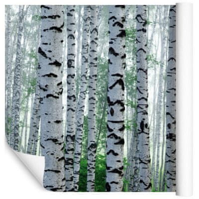 Muralo Fotótapéta Nyírerdő, fák, természet 368 x 254 cm