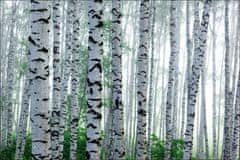 Muralo Fotótapéta Nyírerdő, fák, természet 405 x 270 cm