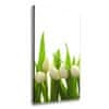 Vászonkép nyomtatás Fehér tulipán 50x100 cm