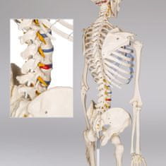 tectake Emberi anatómiai csontváz