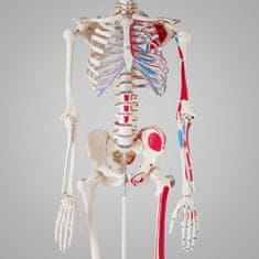 tectake Anatómiai modell, emberi csontváz 180 cm magas, izmok és csontok jelölésével