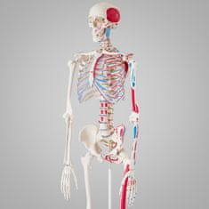 tectake Anatómiai emberi csontváz az izmok számozásával és jelölésével