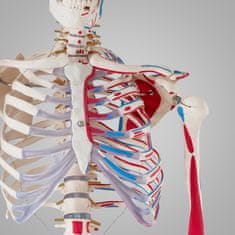 tectake Anatómiai modell, emberi csontváz 180 cm magas, izmok és csontok jelölésével